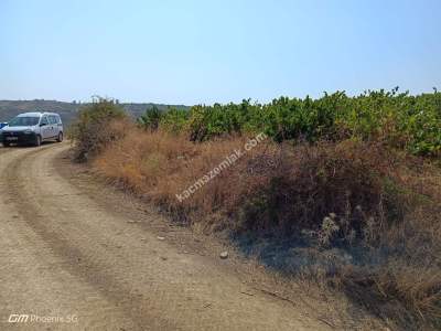 Tekirdağ Şarköy Mursallı Mahallesi Satılık Üzüm Bağı 1