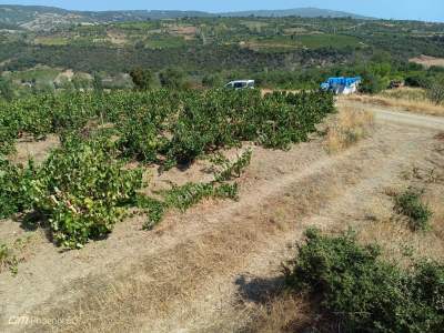 Tekirdağ Şarköy Mursallı Mahallesi Satılık Üzüm Bağı 5