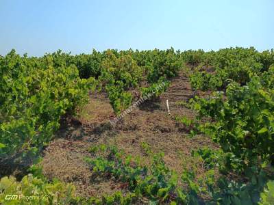 Tekirdağ Şarköy Mursallı Mahallesi Satılık Üzüm Bağı 9