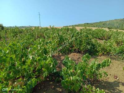 Tekirdağ Şarköy Mursallı Mahallesi Satılık Üzüm Bağı 3