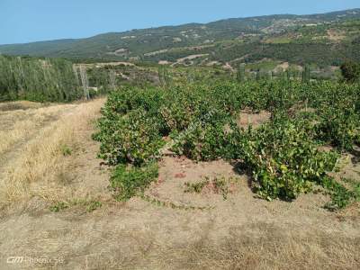 Tekirdağ Şarköy Mursallı Mahallesi Satılık Üzüm Bağı 6