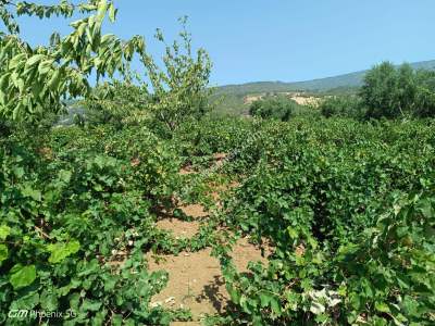 Tekirdağ Şarköy Mursallı Mahallesi Satılık Üzüm Bağı 11