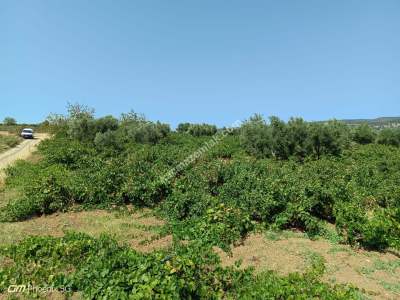 Tekirdağ Şarköy Mursallı Mahallesi Satılık Üzüm Bağı 4