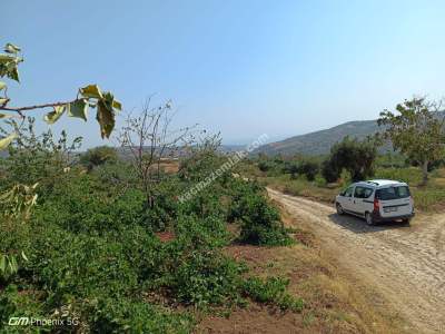 Tekirdağ Şarköy Mursallı Mahallesi Satılık Üzüm Bağı 3