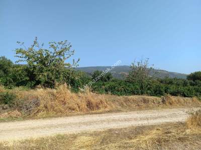 Tekirdağ Şarköy Mursallı Mahallesi Satılık Üzüm Bağı 1