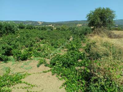 Tekirdağ Şarköy Mursallı Mahallesi Satılık Üzüm Bağı 5