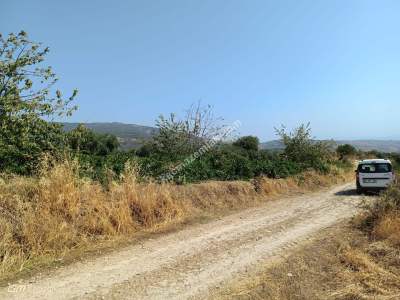 Tekirdağ Şarköy Mursallı Mahallesi Satılık Üzüm Bağı 2