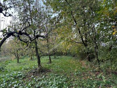 Kestel Babasultan Mah Satılık Armut Ve Kiraz Bahçesi 3