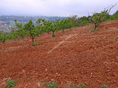 Bursa Kestel Ümitalan Köyü Satılık Şeftali Bahçesi 4