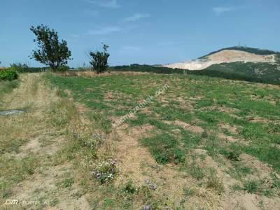 Şarköy Çengelli Mahallesi Satılık Zeytinlik Ve Üzüm Bağ 13