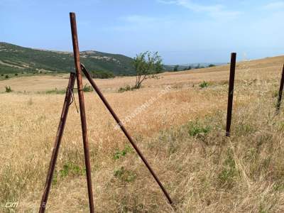 Şarköy Çengelli Mahallesi Satılık Zeytinlik Ve Üzüm Bağ 4