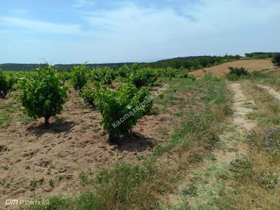 Şarköy Çengelli Mahallesi Satılık Zeytinlik Ve Üzüm Bağ 17