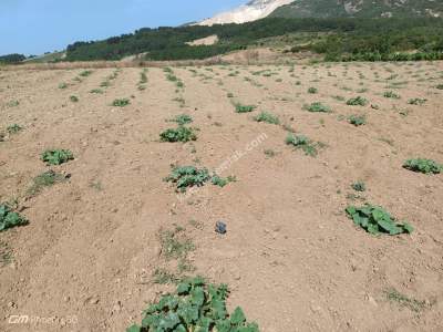 Şarköy Çengelli Mahallesi Satılık Zeytinlik Ve Üzüm Bağ 12