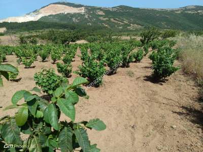 Şarköy Çengelli Mahallesi Satılık Zeytinlik Ve Üzüm Bağ 8