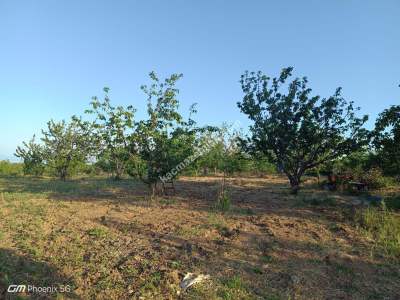 Tekirdağ Şarköy Hoşköyde Satılık Meyve Bahçesi 14