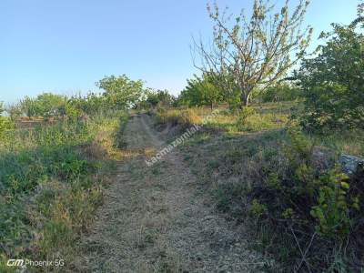 Tekirdağ Şarköy Hoşköyde Satılık Meyve Bahçesi 3