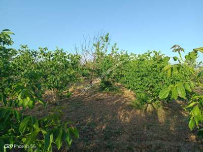 Tekirdağ Şarköy Hoşköyde Satılık Meyve Bahçesi 10