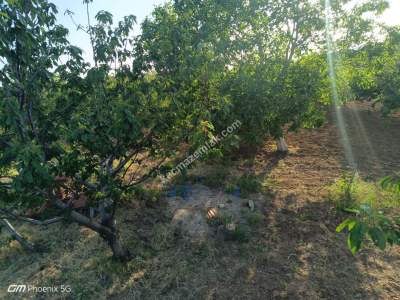 Tekirdağ Şarköy Hoşköyde Satılık Meyve Bahçesi 6