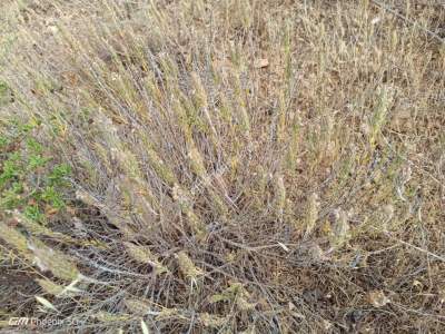 Tekirdağ Şarköy Tepeköy Mahallesi Satılık Hobi Bahçesi 8