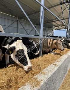 Çanakkale Biga Türkbakacak'da Satılık Büyükbaş Çiftlik 2