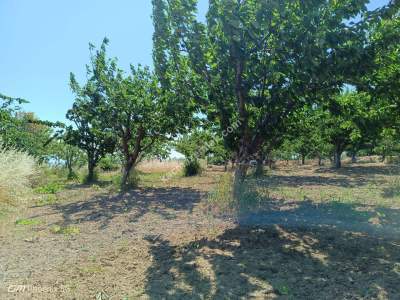 Tek,Rdağ Şarköy Kirazlı Mahallesi Satılık Konut Arsası 8