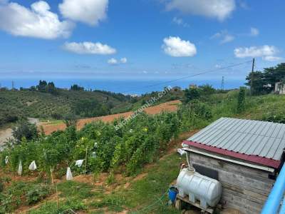 Trabzon Pelitli De Satılık Taş Duvarları Yapılı Arsalar 8