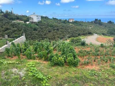 Trabzon Pelitli De Satılık Taş Duvarları Yapılı Arsalar 13