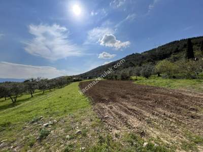 Gürsu Kazıklı Köyünde Satılık Tarla Yolu Suyu Vardır 2