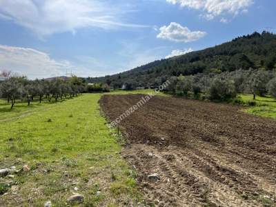 Gürsu Kazıklı Köyünde Satılık Tarla Yolu Suyu Vardır 1