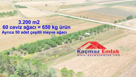 Biga Yeniçiftlik Köyünde Satılık Ceviz Bağı / Bahçesi 15