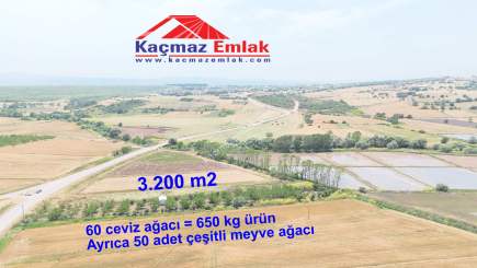 Biga Yeniçiftlik Köyünde Satılık Ceviz Bağı / Bahçesi 9