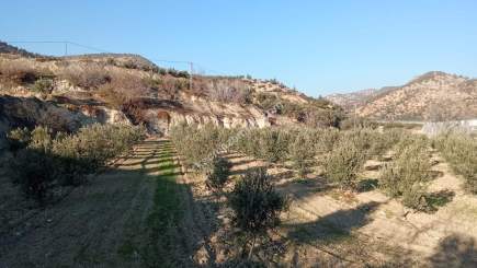 Denizli Buldan Yenicekent Satılık Zeytinlik 4