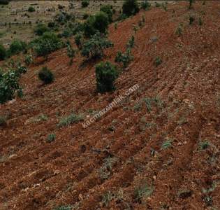 Nizip Dayıdağında 19.700 Metre Tek Tapu Fıstıklık 11