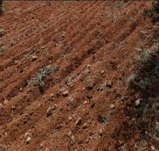 Nizip Dayıdağında 19.700 Metre Tek Tapu Fıstıklık 12