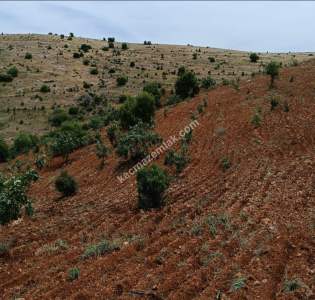 Nizip Dayıdağında 19.700 Metre Tek Tapu Fıstıklık 10