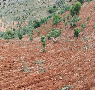 Nizip Dayıdağında 19.700 Metre Tek Tapu Fıstıklık 18