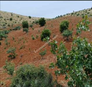 Nizip Dayıdağında 19.700 Metre Tek Tapu Fıstıklık 9