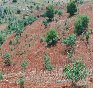 Nizip Dayıdağında 19.700 Metre Tek Tapu Fıstıklık 13