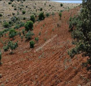 Nizip Dayıdağında 19.700 Metre Tek Tapu Fıstıklık 15