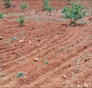 Nizip Dayıdağında 19.700 Metre Tek Tapu Fıstıklık 14