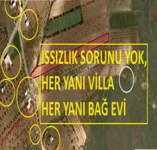 Asfalta Sıfır Ozanlı Da 11 Dönüm Tek Tapu Zeytinlik 6