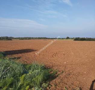 Dipkarpaz Da 17000 Metre Gelişime Açık Uygun Tarla 2