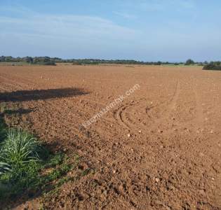 Dipkarpaz Da 17000 Metre Gelişime Açık Uygun Tarla 5