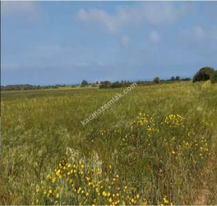 Dipkarpaz Da 17000 Metre Gelişime Açık Uygun Tarla 7