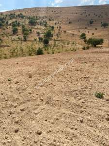 Siirt Tillo'da Fakirullah Mah Satılık 14 Dönüm Tarla 12