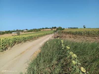 Tekirdağ Hayrabolu Emiryakup Mahallesi Satılık Tarla 3