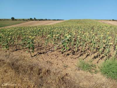 Tekirdağ Hayrabolu Emiryakup Mahallesi Satılık Tarla 7