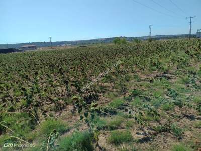 Tekirdağ Muratlı Fatih Mahallesinde Satılık Tarla 10