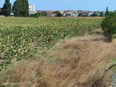 Tekirdağ Muratlı Fatih Mahallesinde Satılık Tarla 5