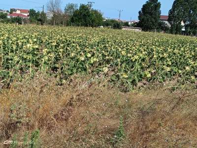 Tekirdağ Muratlı Fatih Mahallesinde Satılık Tarla 4